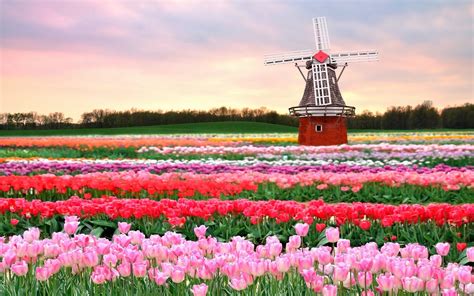 Best Place to see Tulips in the Netherlands Without .